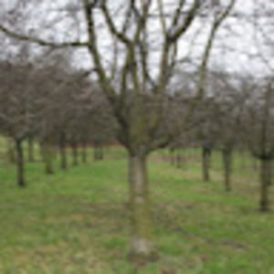 Meet your Posher, Shopsy